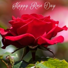 Rose Day – quotes for valentines day cards