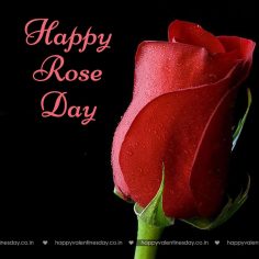 Rose Day – happy valentines day boyfriend
