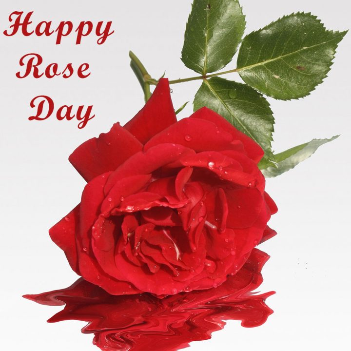 Rose Day