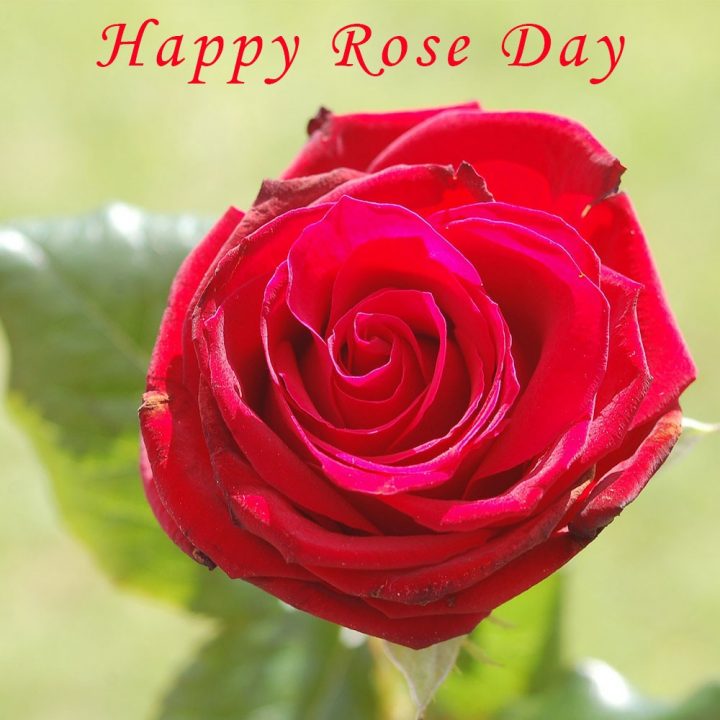 Rose Day