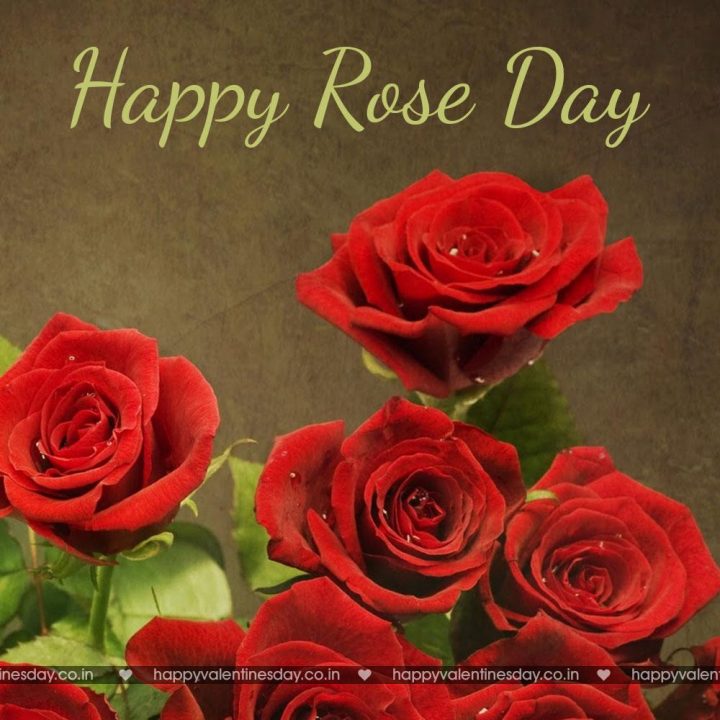 Rose Day – valentines day greetings quotes