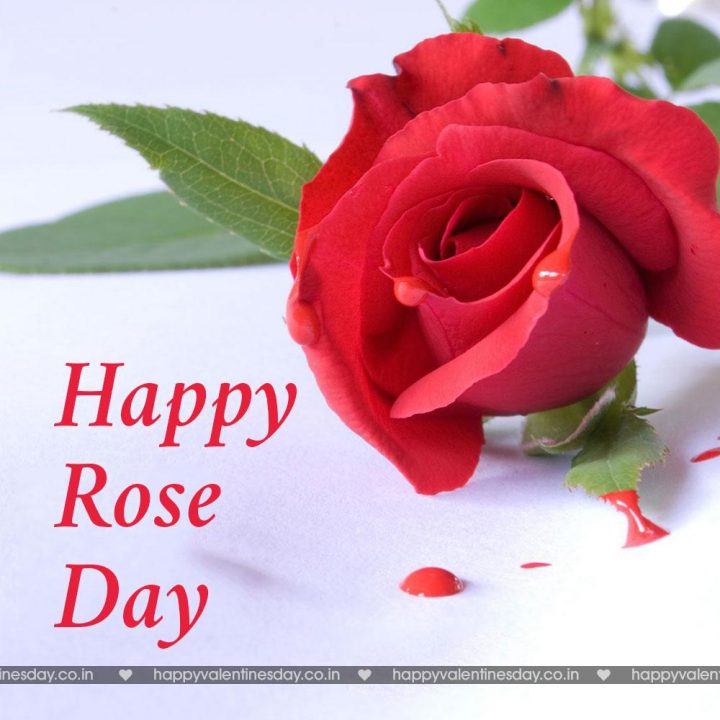Rose Day