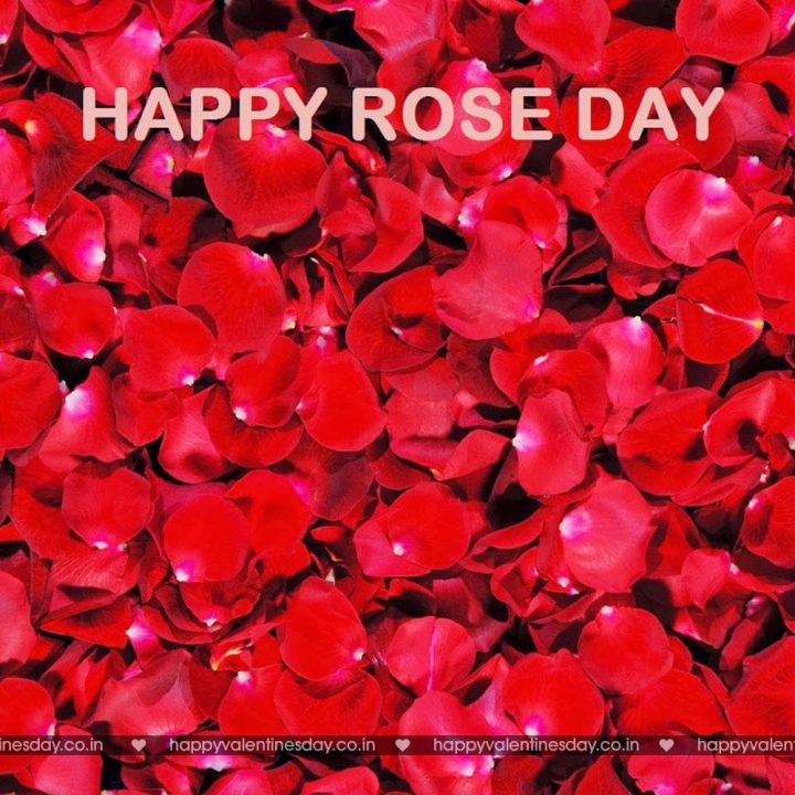 Rose Day – happy valentines day cards images