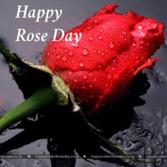 Rose Day