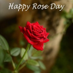 Rose Day