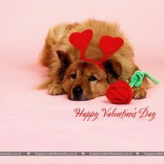 Valentine Day Messages Valentine 49