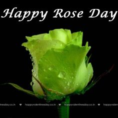 Rose Day