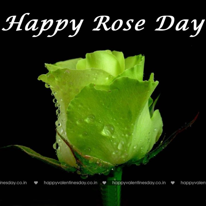 Rose Day