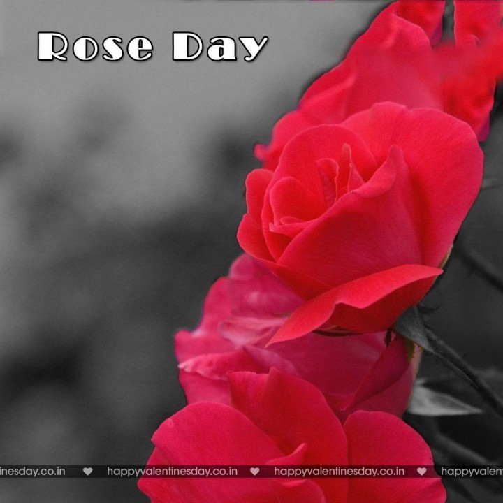 Rose Day