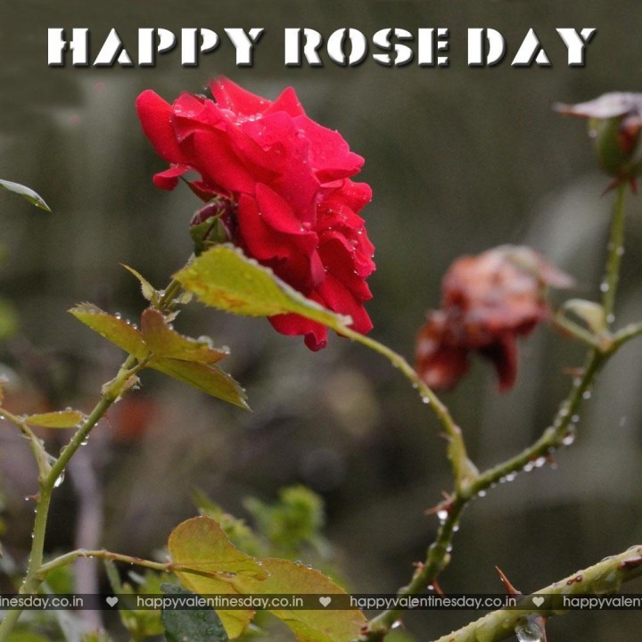 Rose Day – happy valentines day flowers