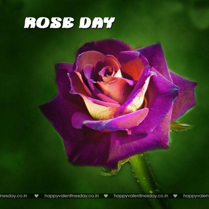 Rose Day – send cards online