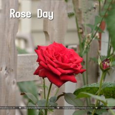 Rose Day – happy valentines day rose