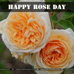 Rose Day – happy valentines day free ecards