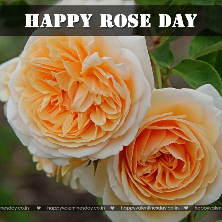 Rose Day – happy valentines day free ecards