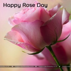 Rose Day