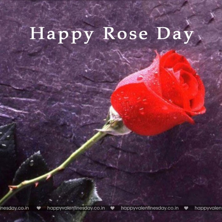 Rose Day – valentines day pictures free
