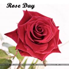 Rose Day