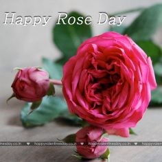Rose Day