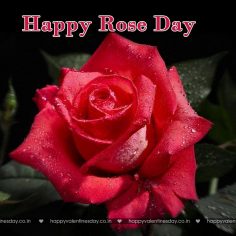 Rose Day – free ecards valentines day