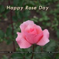 Rose Day