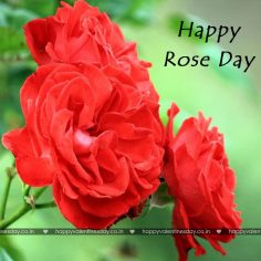 Rose Day
