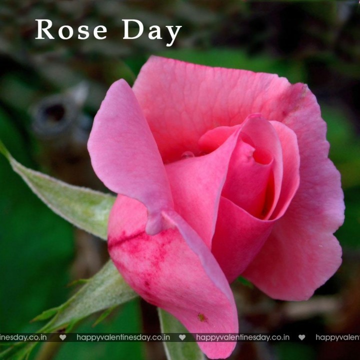 Rose Day – ecards for valentines day