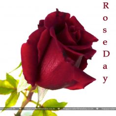 Rose Day – funny happy valentines day