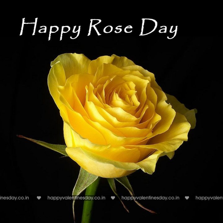 Rose Day
