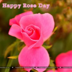 Rose Day – pictures for valentines day