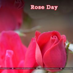 Rose Day – valentine day images free