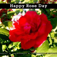 Rose Day – happy valentines day photos