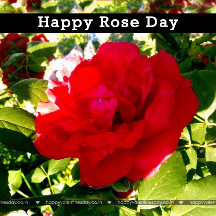 Rose Day – happy valentines day photos