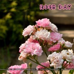 Rose Day – valentines love quotes