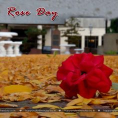 Rose Day – free valentine cards
