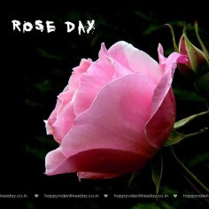 Rose Day