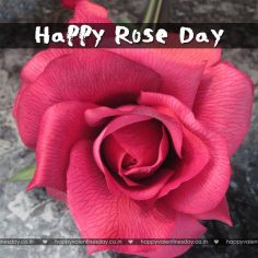Rose Day – happy valentines day friends