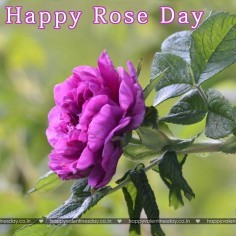 Rose Day