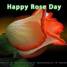 Rose Day – happy valentines day ecard