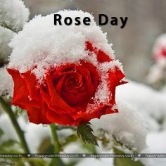 Rose Day – happy valentine day quote