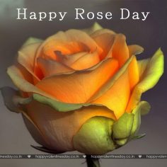 Rose Day – happy valentines day in korean