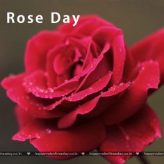 Rose Day – happy valentines day animation