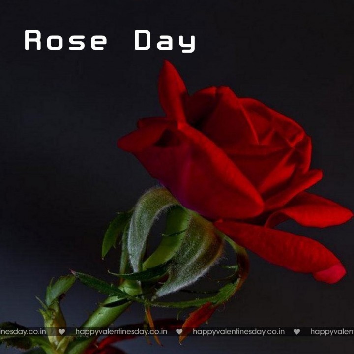 Rose Day – friendship cards