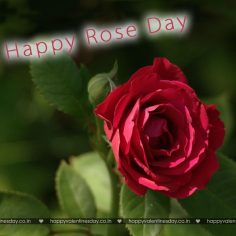 Rose Day – happy valentines day pictures free