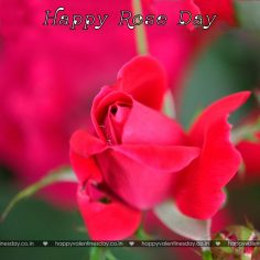 Rose Day – happy valentines day dad