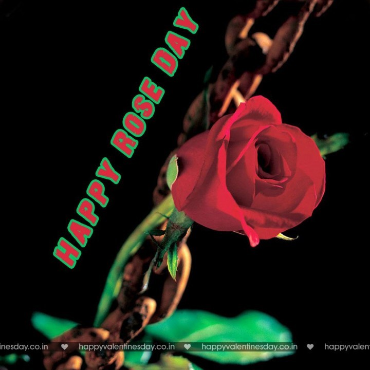 Rose Day – ecards valentines day