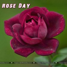 Rose Day – photos happy valentines day