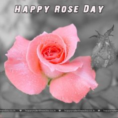 Rose Day – happy valentines day pictures