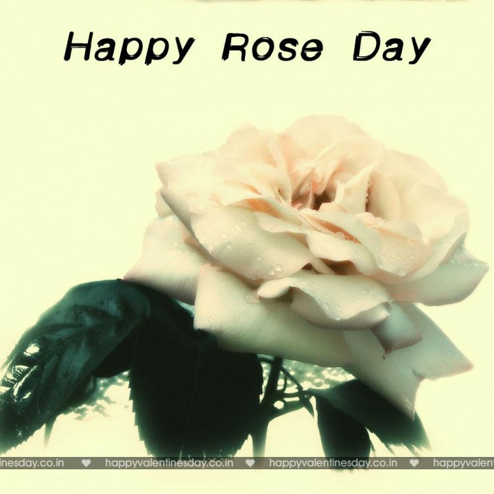 Rose Day – valentines day greeting cards