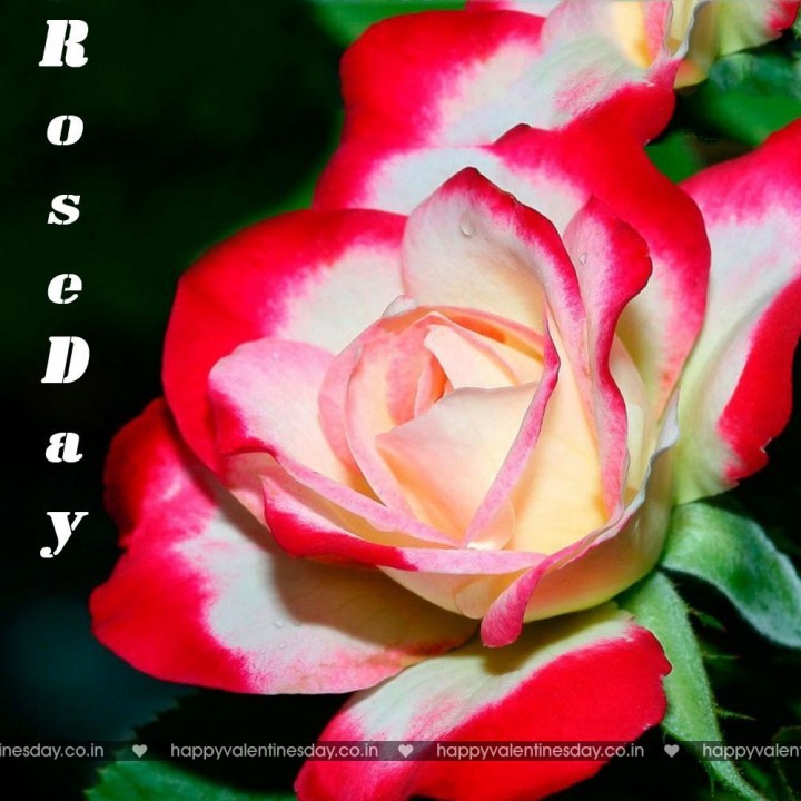 Rose Day – funny free ecards