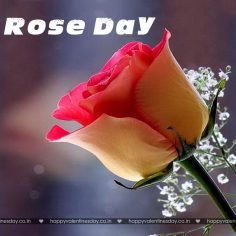 Rose Day – happy valentines day for everyone